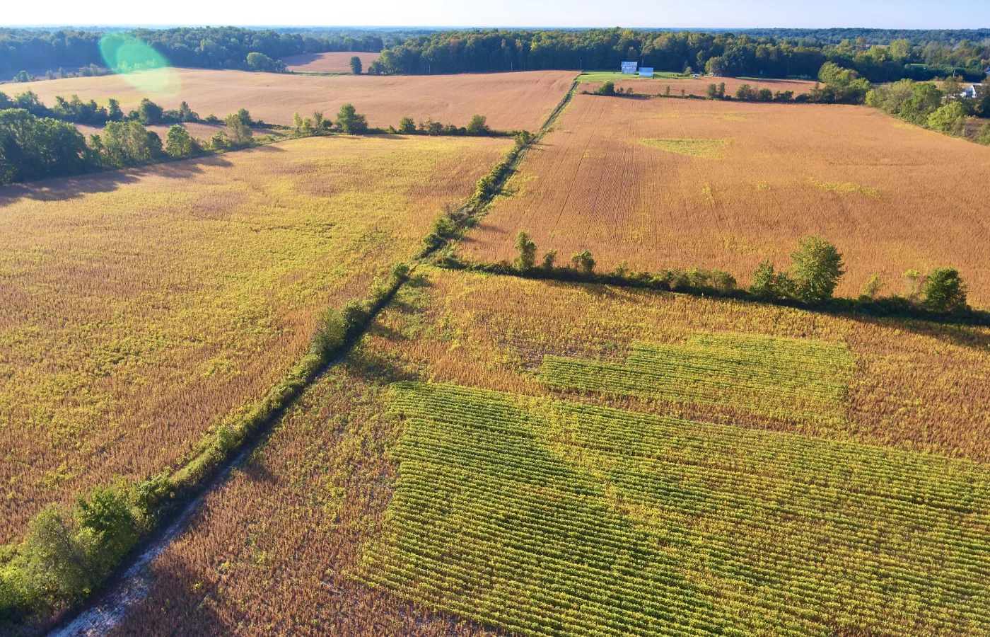 Open farm fields divided by a line of trees, seen from above