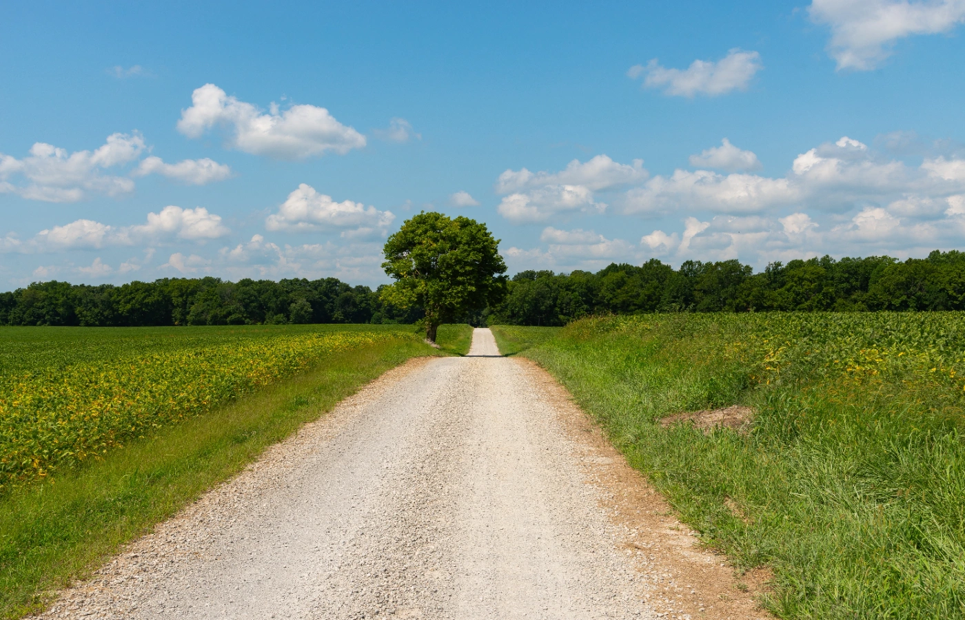 Gravel lane between open fields toward a shade tree